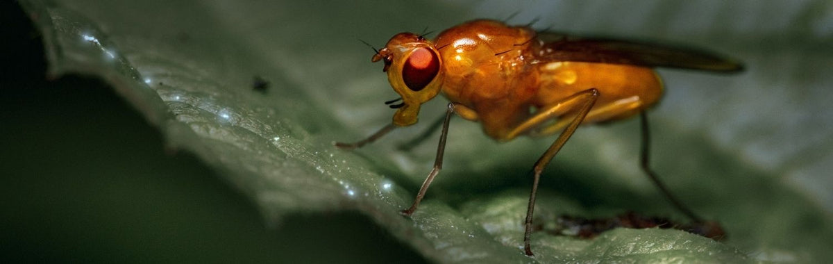 Close-up of a fruit fly on a leaf