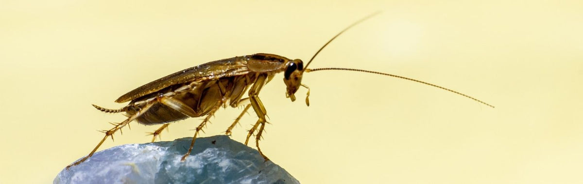 German cockroach perched on a blue rock