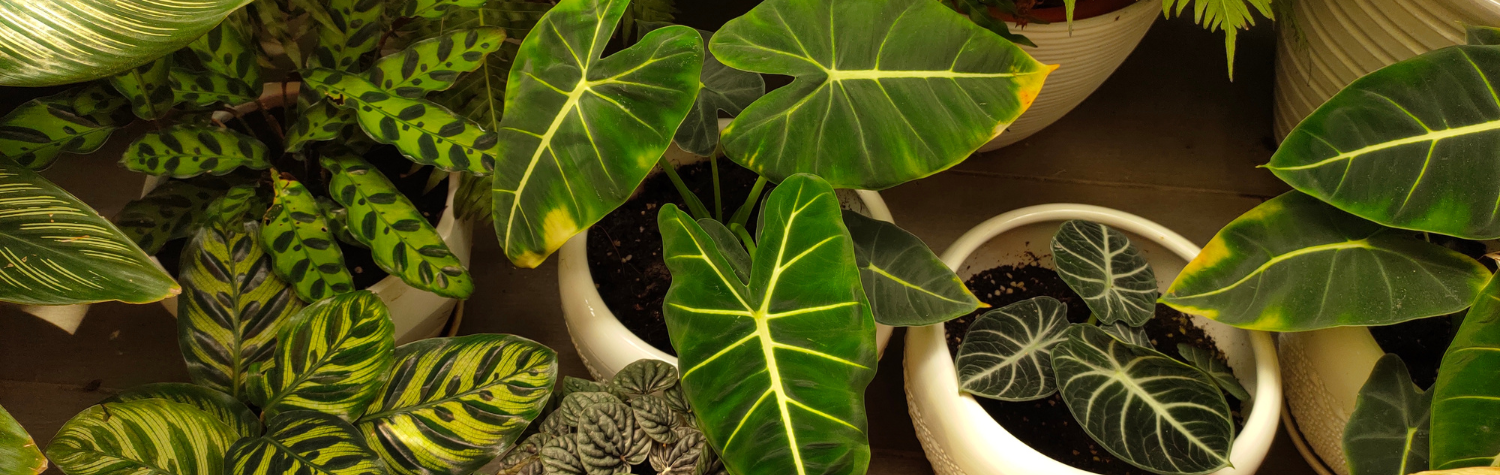 Gnat-spray-for-plants