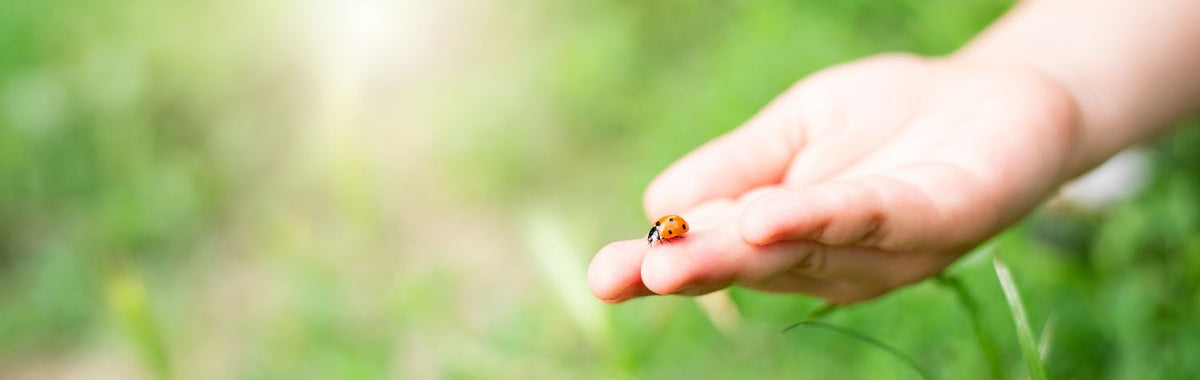Child's hand holding a ladybug in the grass