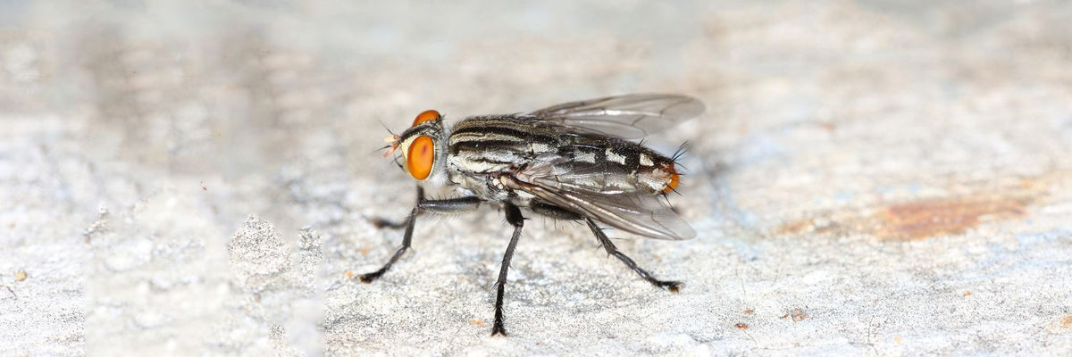 How to get rid of the common housefly – Dr. Killigan's