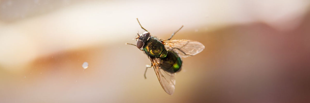 House fly on a window