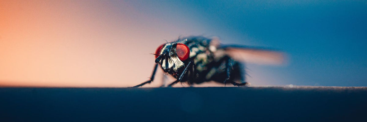 Close-up of a house fly on a ledge