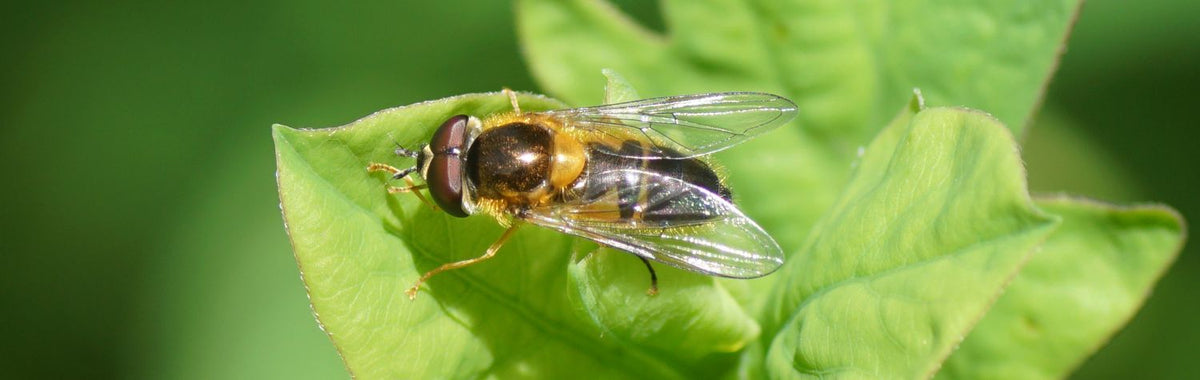 Hoverfly resting on a green leaf, one of the flies that pollinate plants