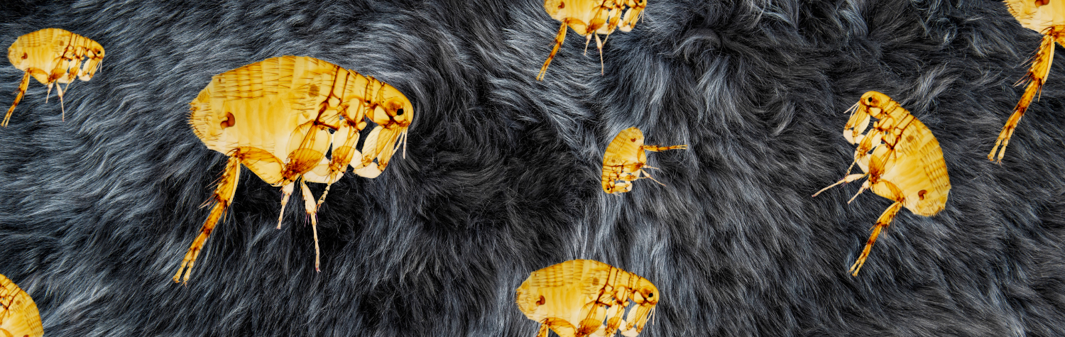 Leaping tiny terrors: How far can fleas really jump?