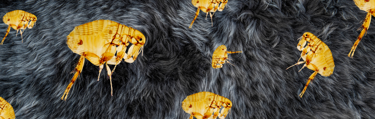 Illustration of fleas in pet fur