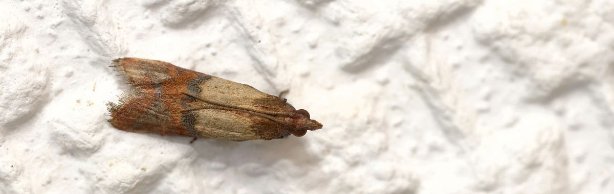 The Brown House Moth - A Homeowners Guide