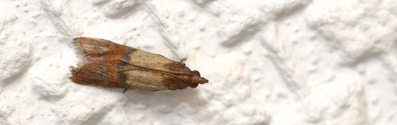 Identifying moths in your house 101