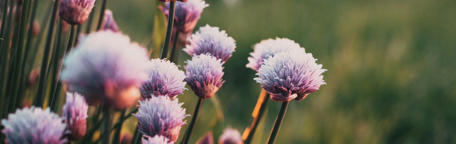 Which plants repel insects?