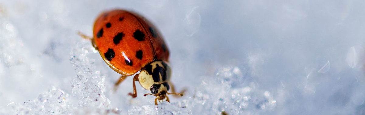 Ladybug on snow, one of the bugs that can wake up in homes in winter