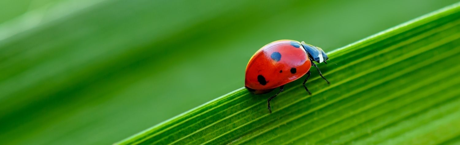 Can Ladybugs Hurt Me?