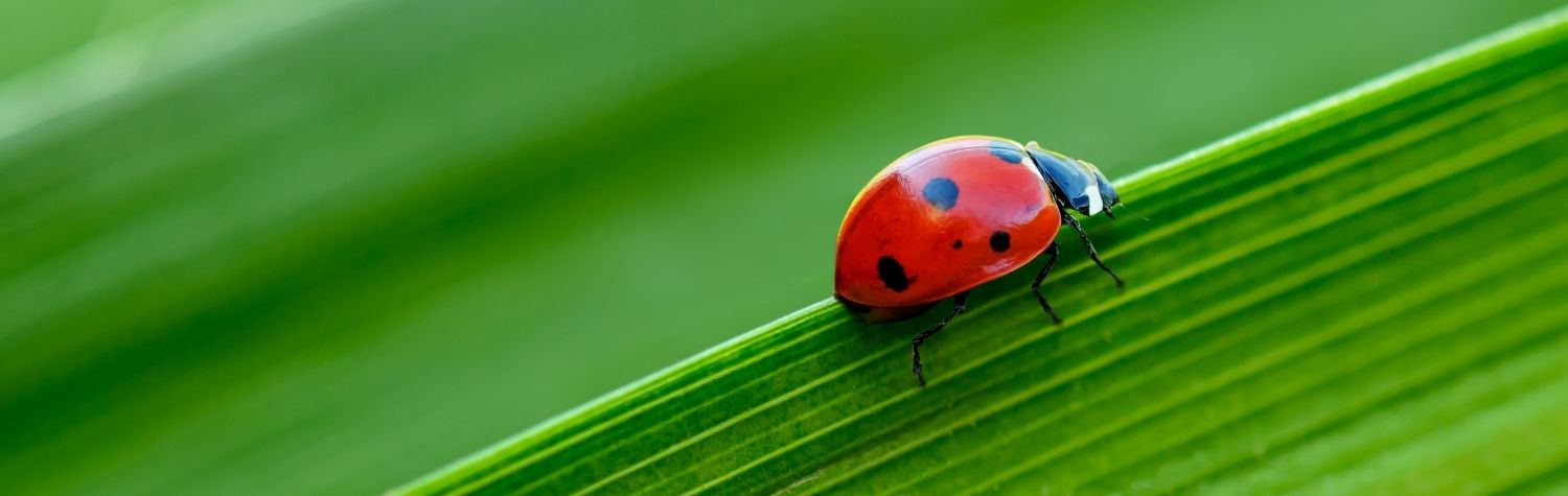 Are ladybugs toxic?