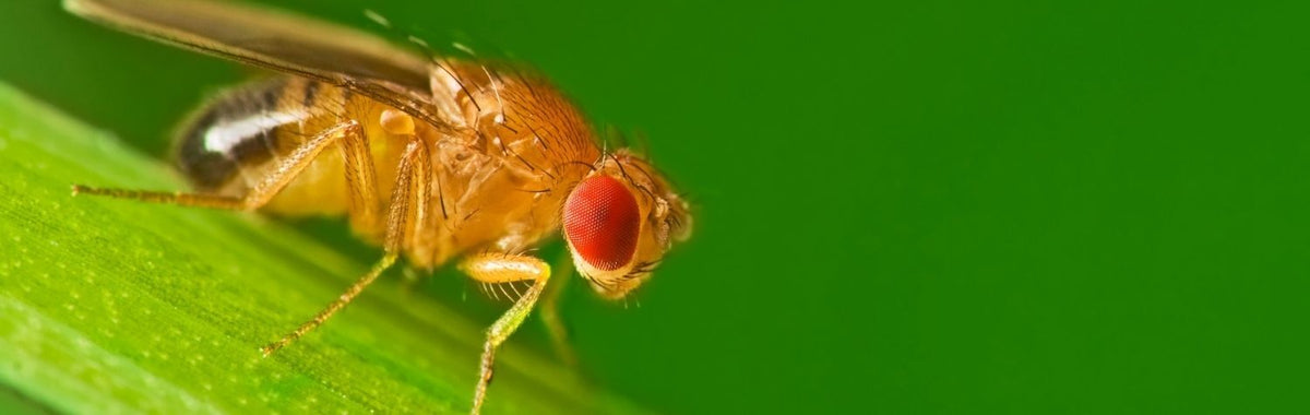 Male fruit fly on a green leaf