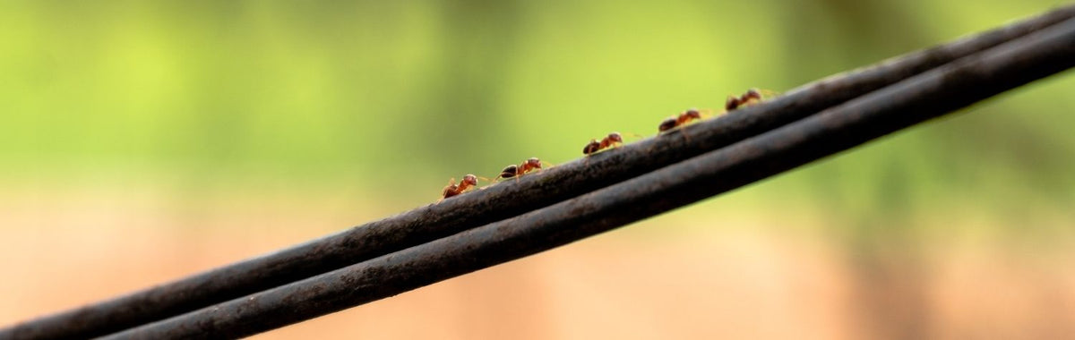 Line of ants marching along a cable, a common way insects get into homes