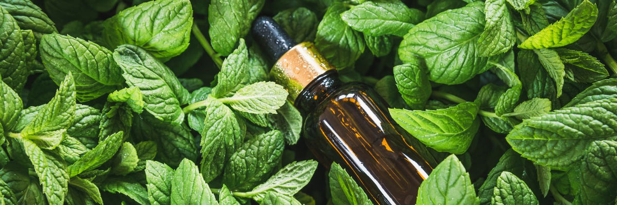 Bottle of peppermint oil surrounded by fresh peppermint leaves
