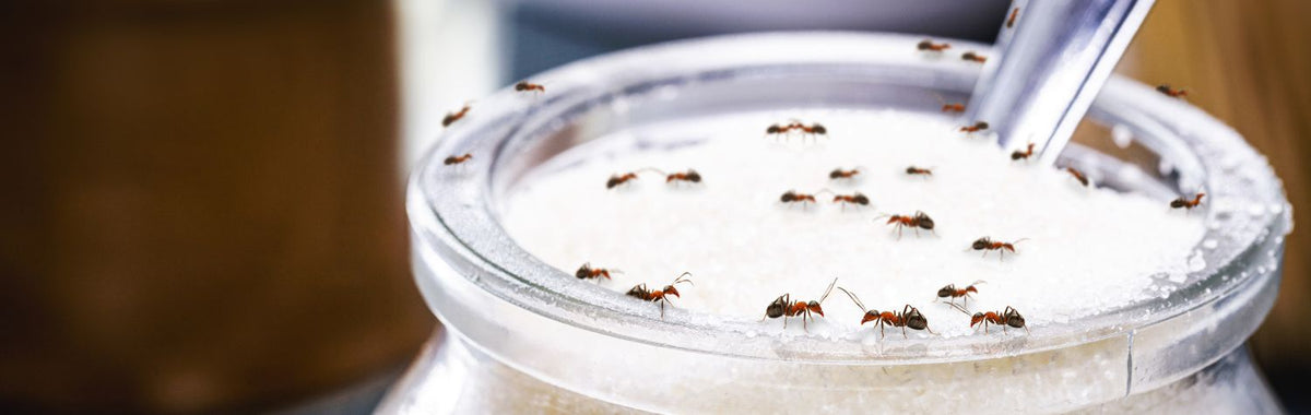 Ants swarming an open jar of sugar
