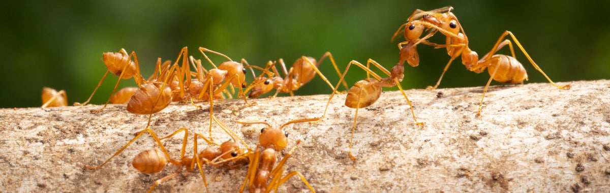 Red imported fire ants on a log