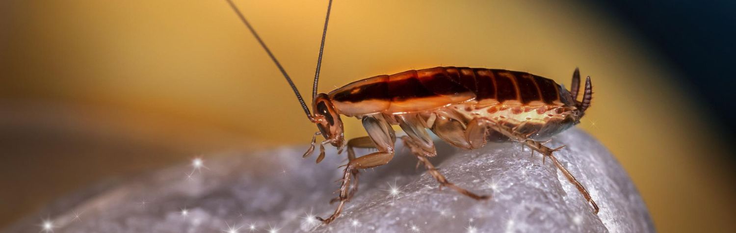 The most hated pest in the United States