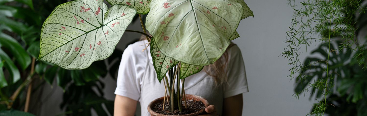 silica-for-plants