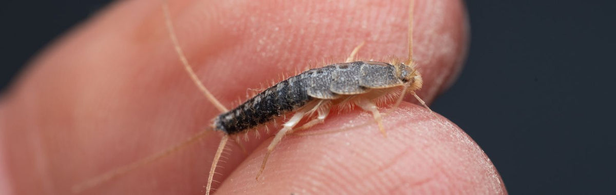 Person holding tiny silverfish on their finger