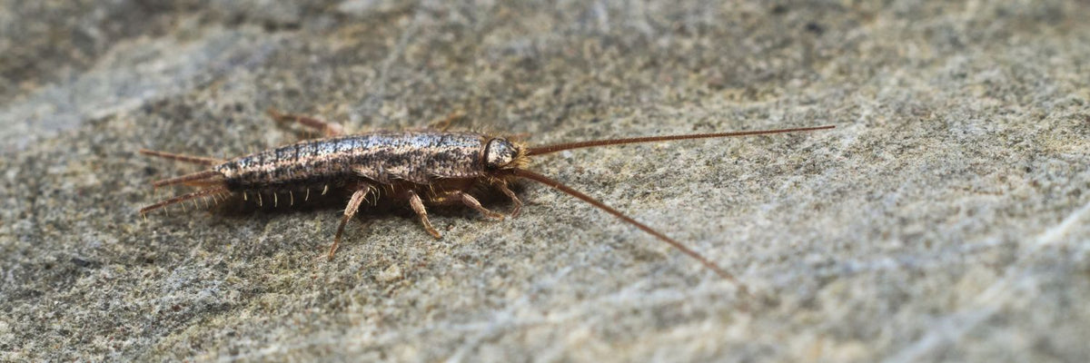 Silverfish on a rock
