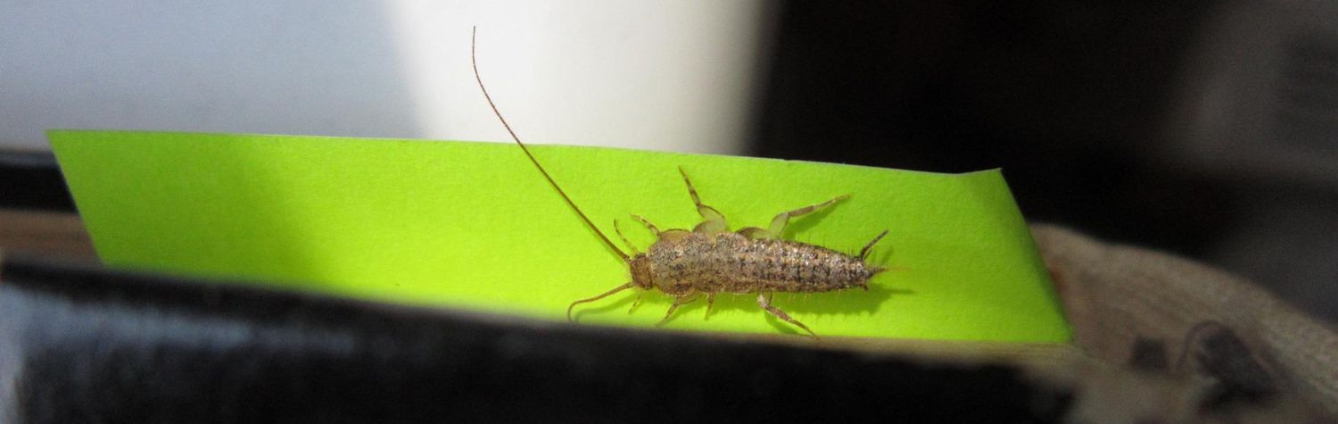 Do silverfish bite?
