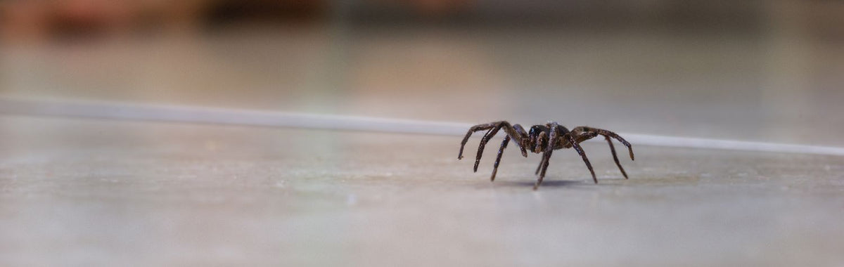 Spider on a wooden floor