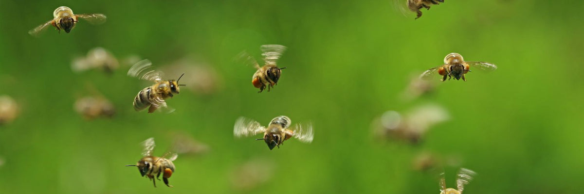 Swarm of bees flying outdoors, a common reason people look to get rid of bees