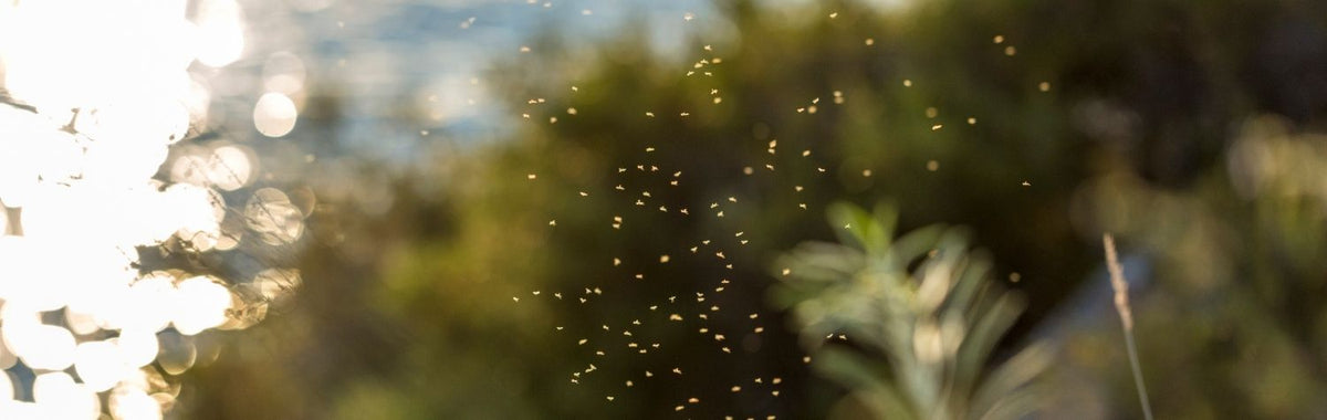 Swarm of gnats in sunlight outdoors