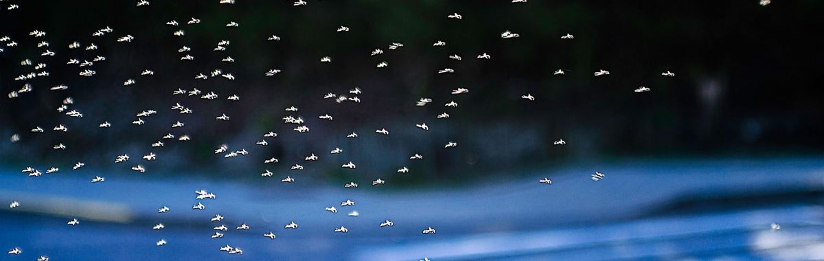 Swarm of gnats flying over water