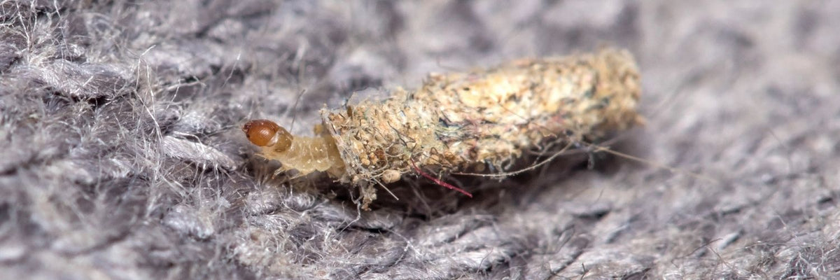 Case-bearing clothes moth larva on gray fabric