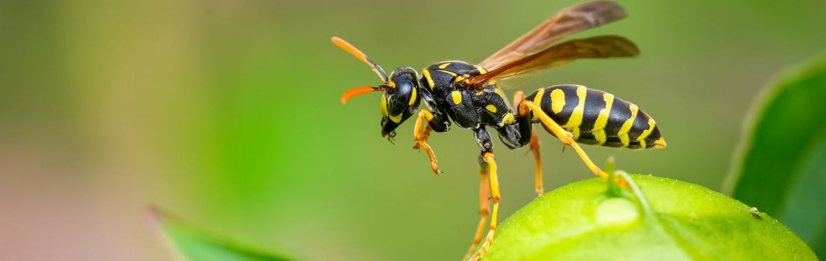 Yellowjacket wasp perched on a green leaf