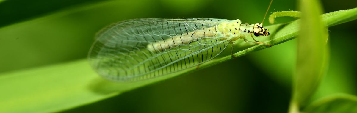 Green lacewing on a blade of grass; many female insects lay eggs with an ovipositor