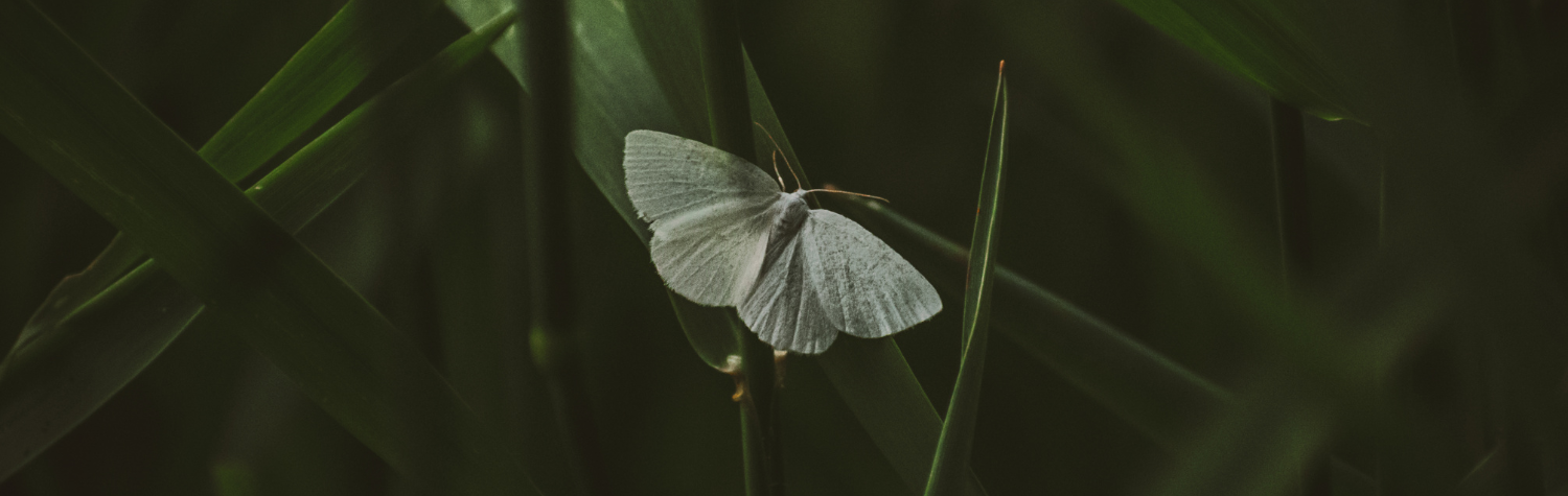What moths are attracted to pantry moth traps?