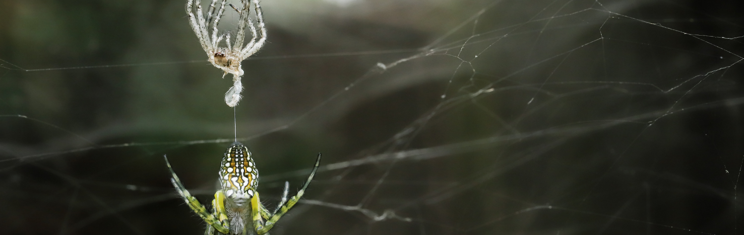 Jumping spiders and wolf spiders: The secrets of their molting processes