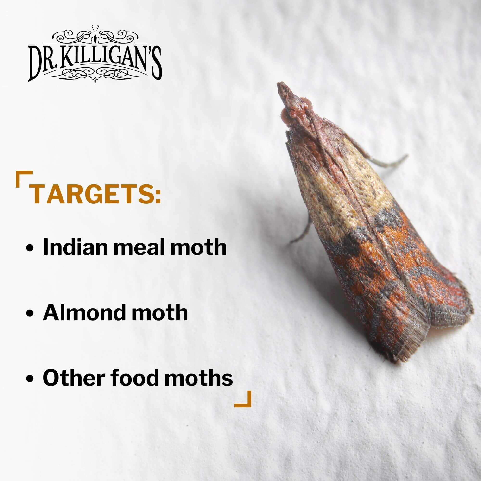 Double Potent Pantry Moth Traps Value Pack