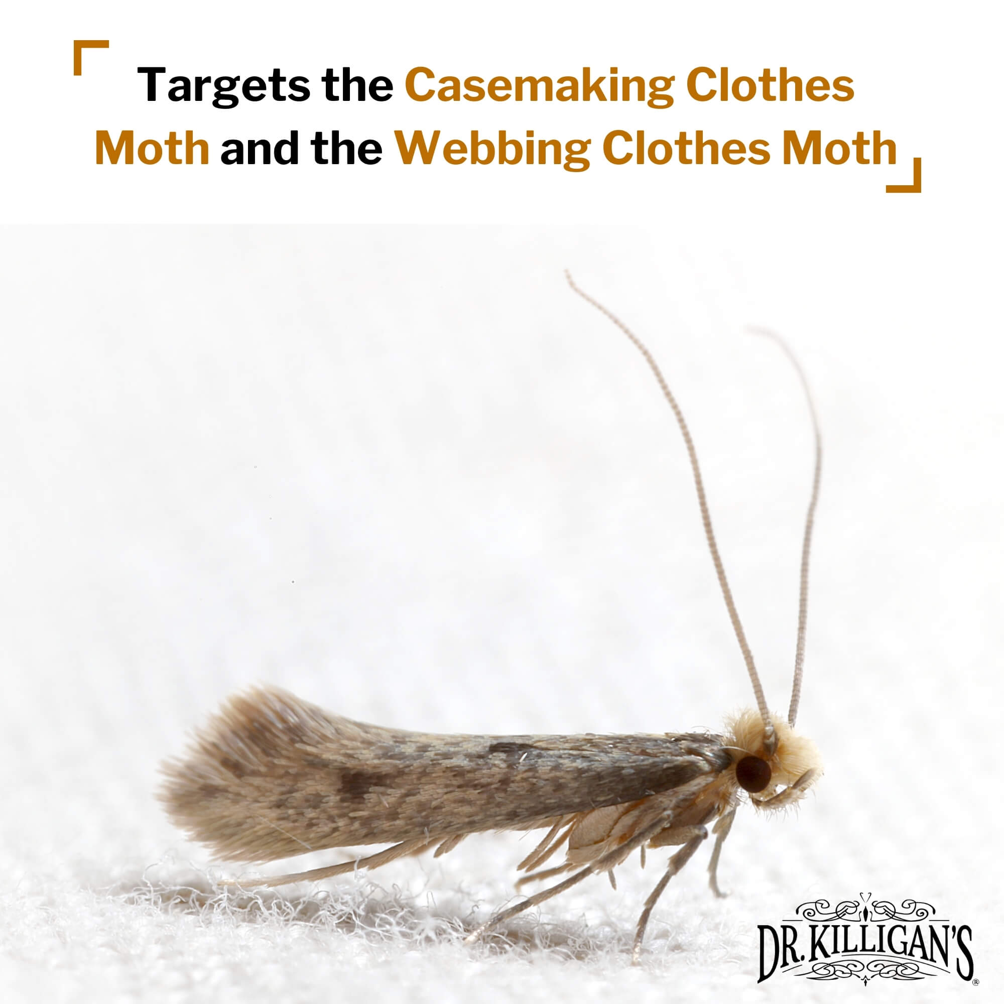 Target insects of Dr. Killigan's black clothing moth traps, box of 20