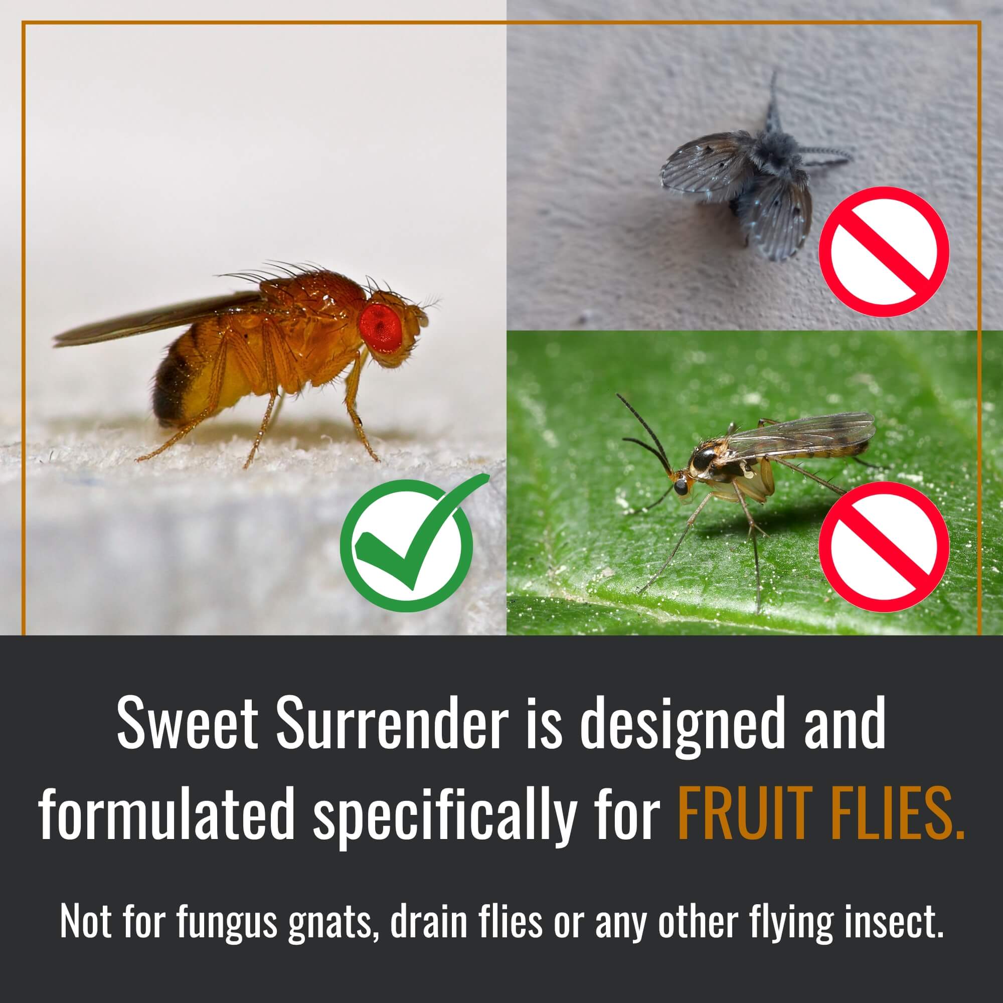 Comparison of fruit flies, drain flies, and fungus gnats and specifying what Sweet Surrender is used for.
