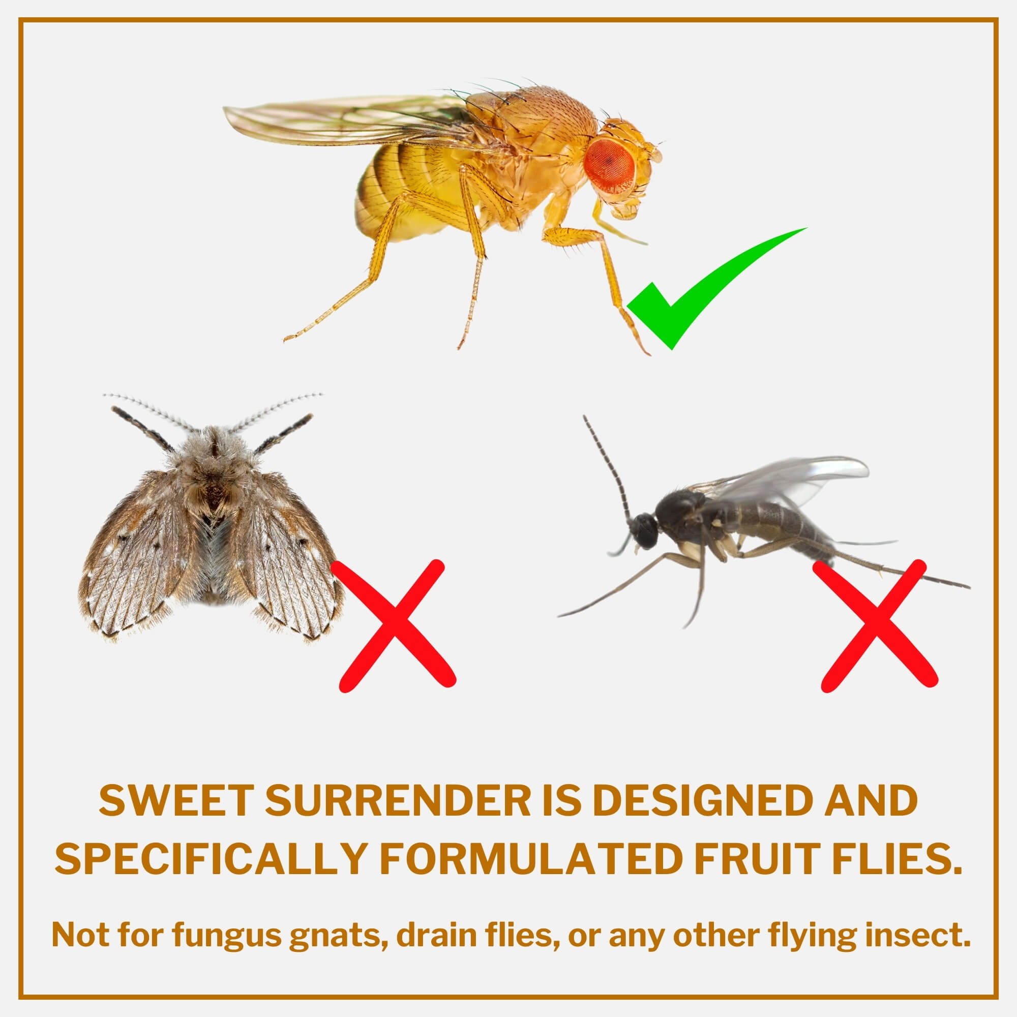 Sweet Surrender Fruit Fly Trap Liquid Refill