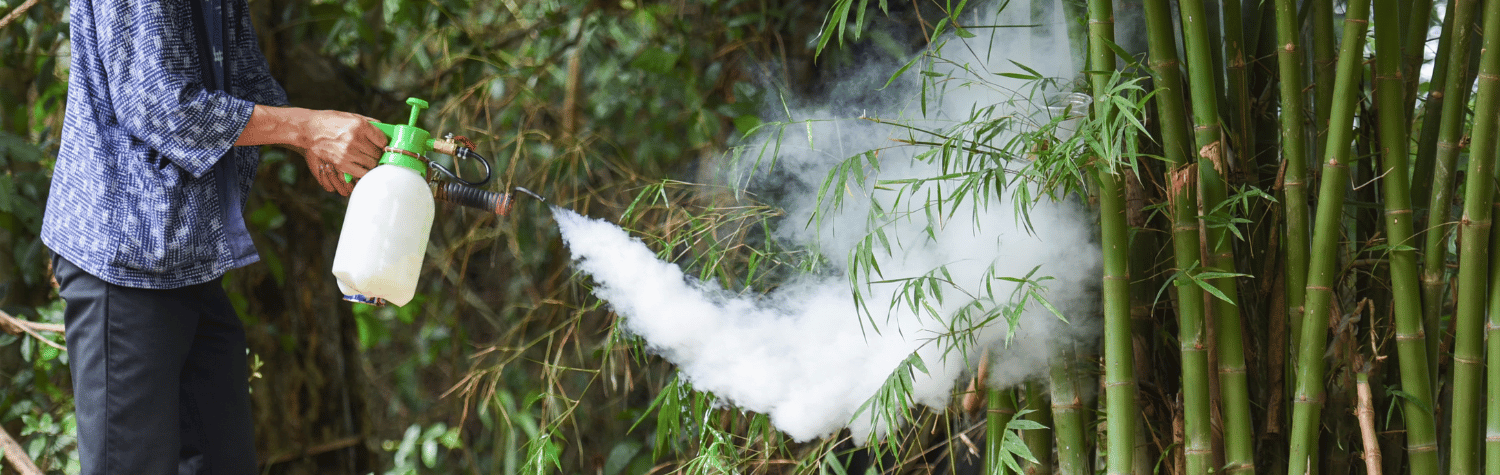 A person spraying insecticides to plants