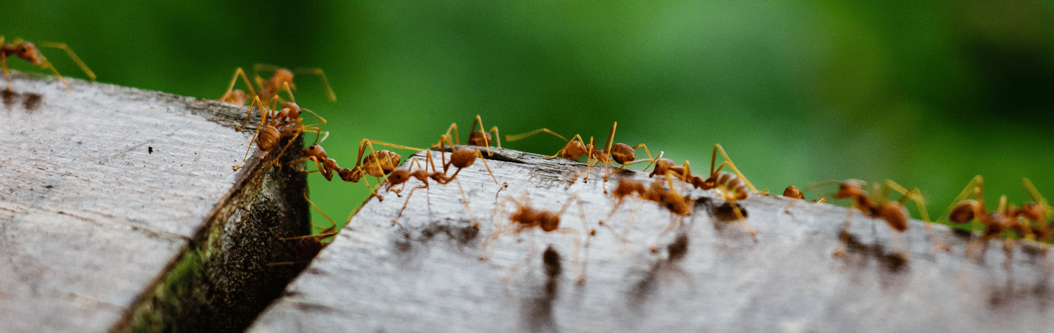 Ants crossing a plank