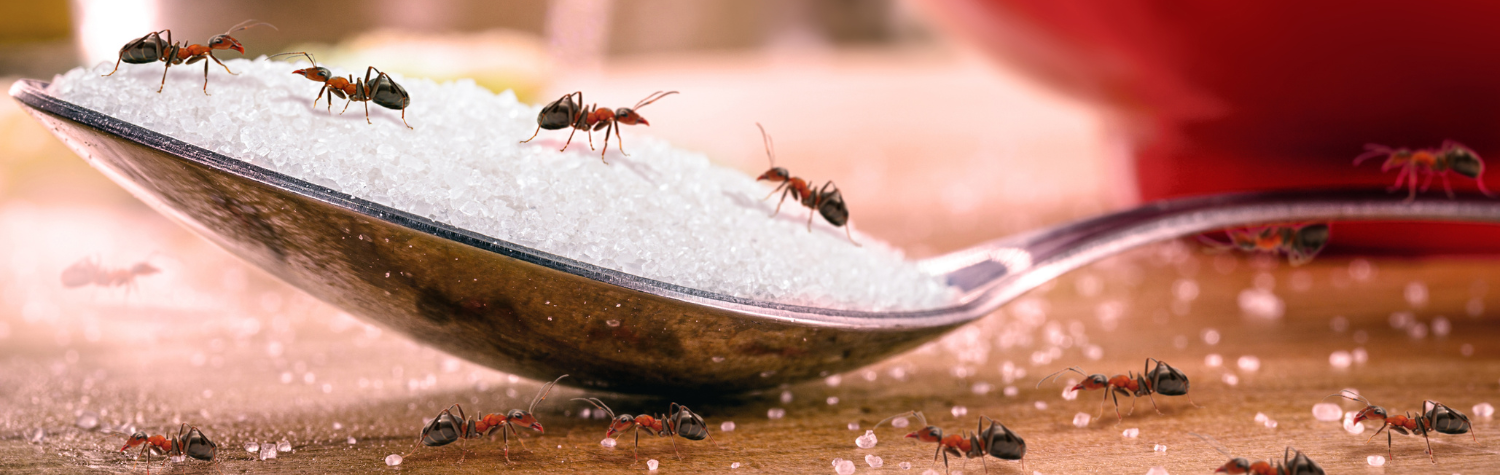 Ants in the Kitchen: How to Stop Trails and Prevent Them Naturally (No Toxic Spray Needed)