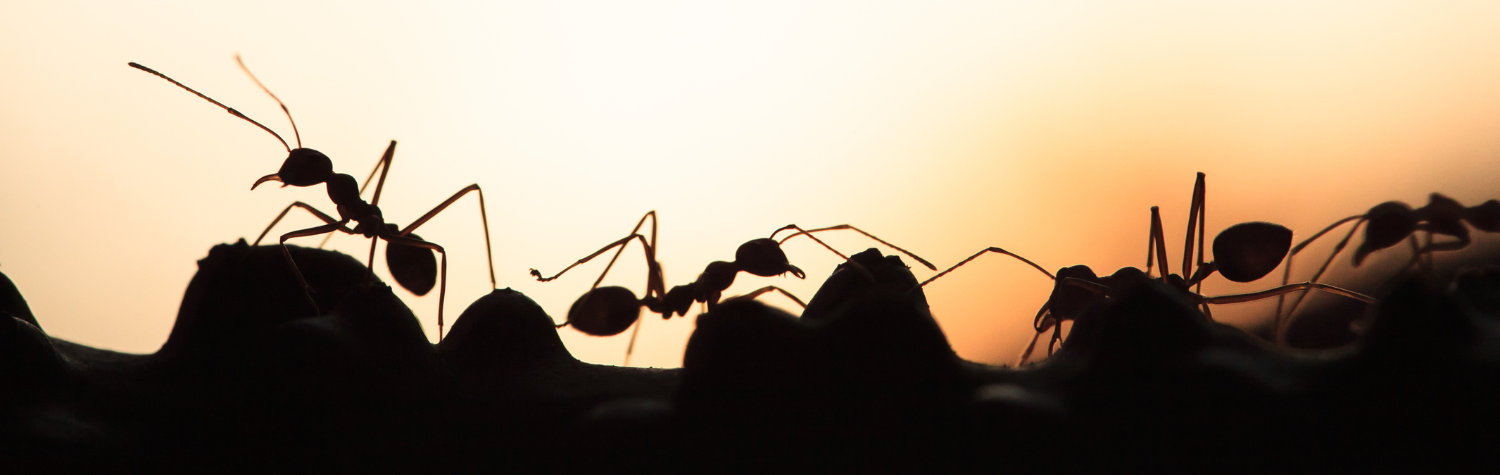 Ants disguising themselves as harmful, that are actually harmless.