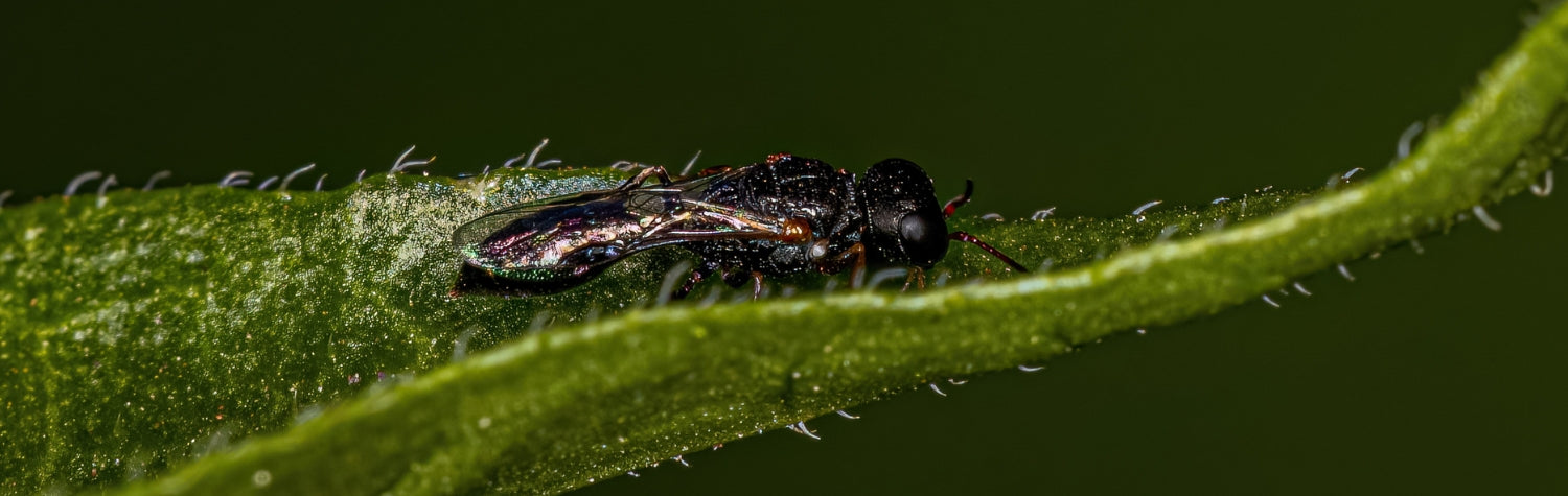 Aphid-wasp