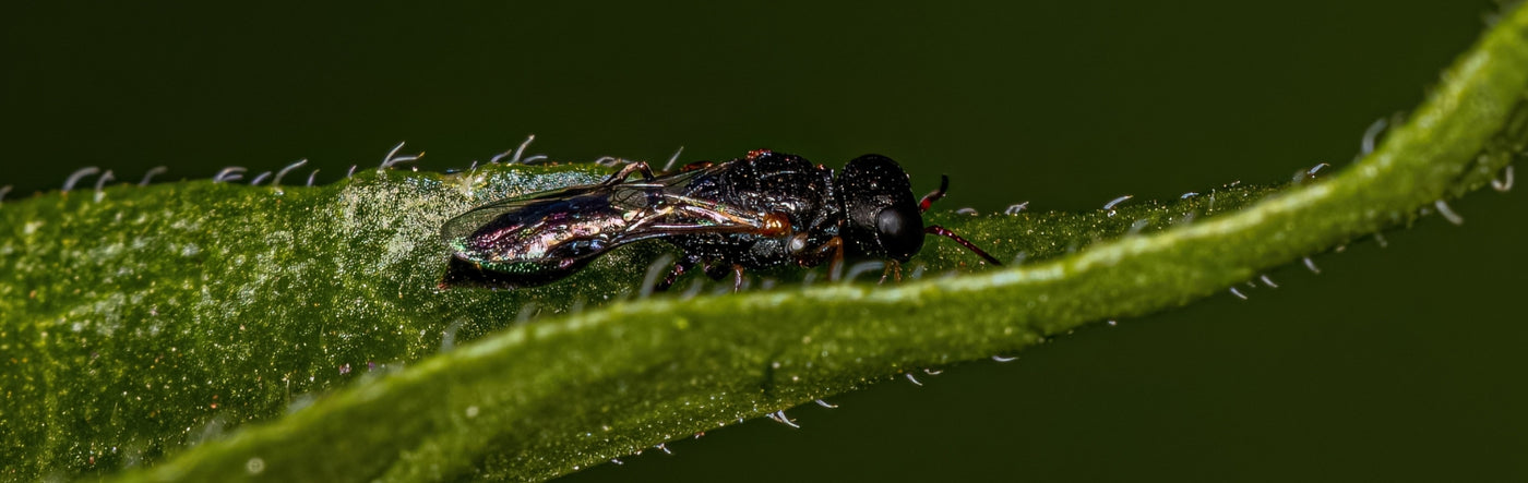 Aphid Wasps: Gardener's Secret Weapon Against Pests 