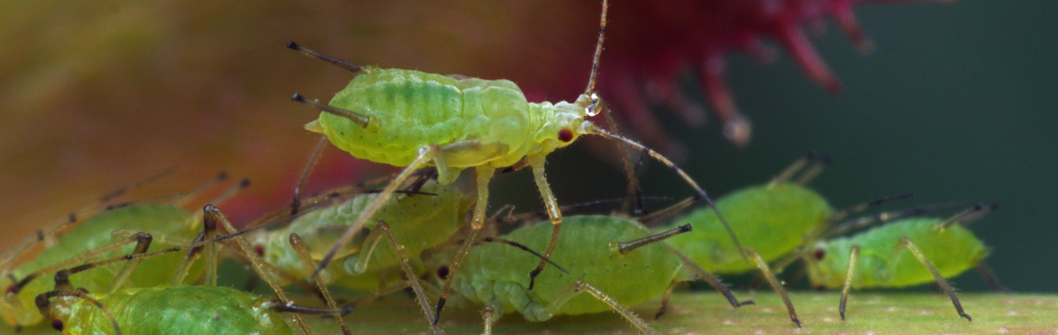 How to get rid of aphids—without harsh sprays