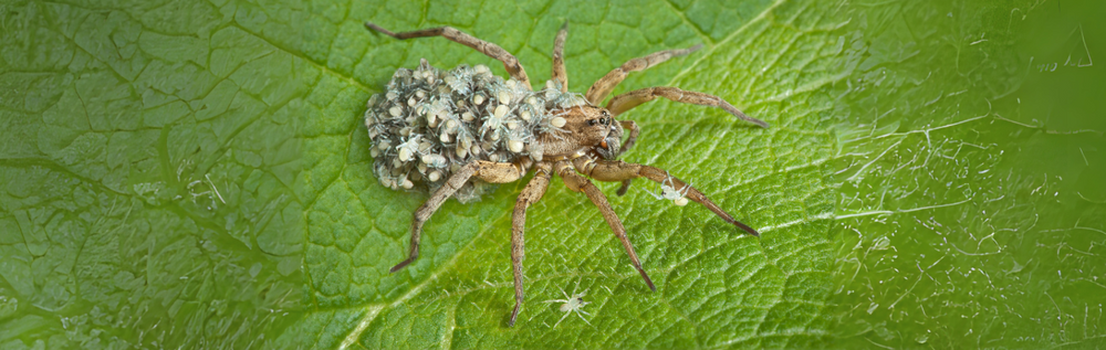 Identifying hairy baby wolf spiders: Tiny terrors or helpful hunters?