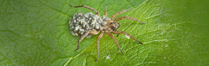 Identifying Hairy Baby Wolf Spiders: Tiny Terrors Or Helpful Hunters?