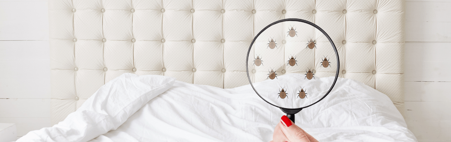 Woman finding bed bugs with magnifying glass