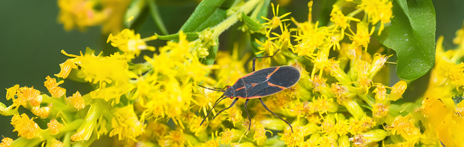 Boxelder bug in flowers